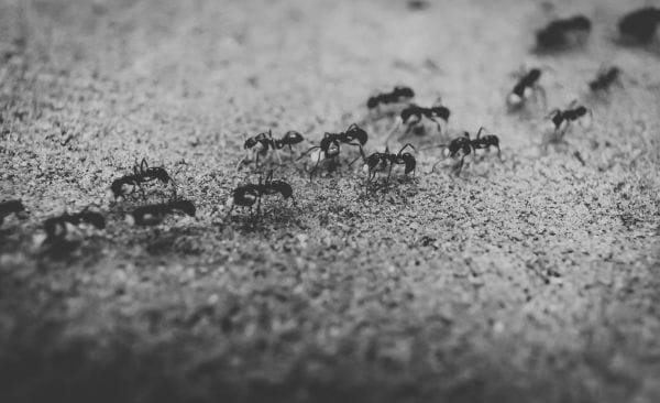 Interrupting The Ant Line 2