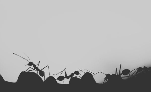 Interrupting The Ant Line 1
