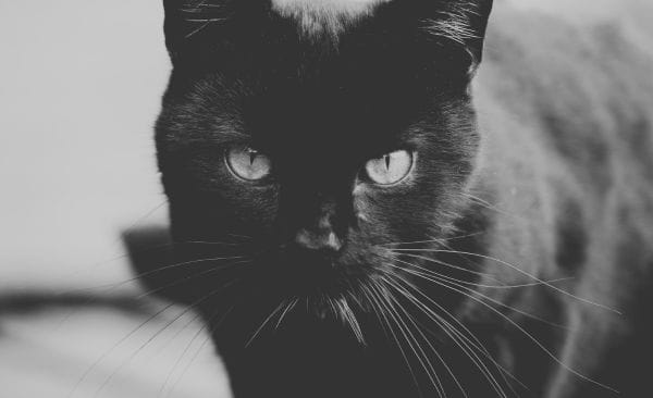 The Cat
